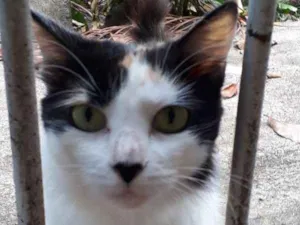 Gato raça SRD idade 1 ano nome Princesa -CASTRADA 