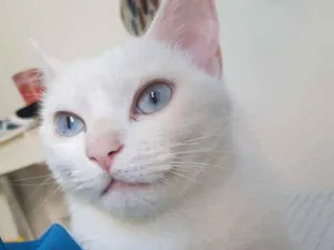Gato raça SRD idade 1 ano nome MALLU GRATIFICA