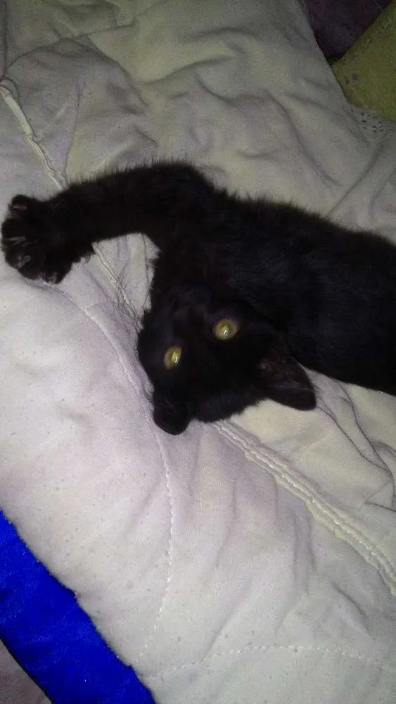 Gato raça  idade  nome Não tem