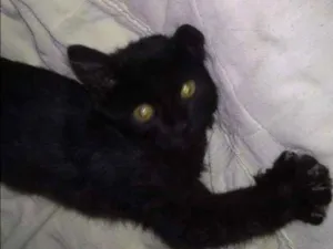 Gato raça  idade  nome Não tem
