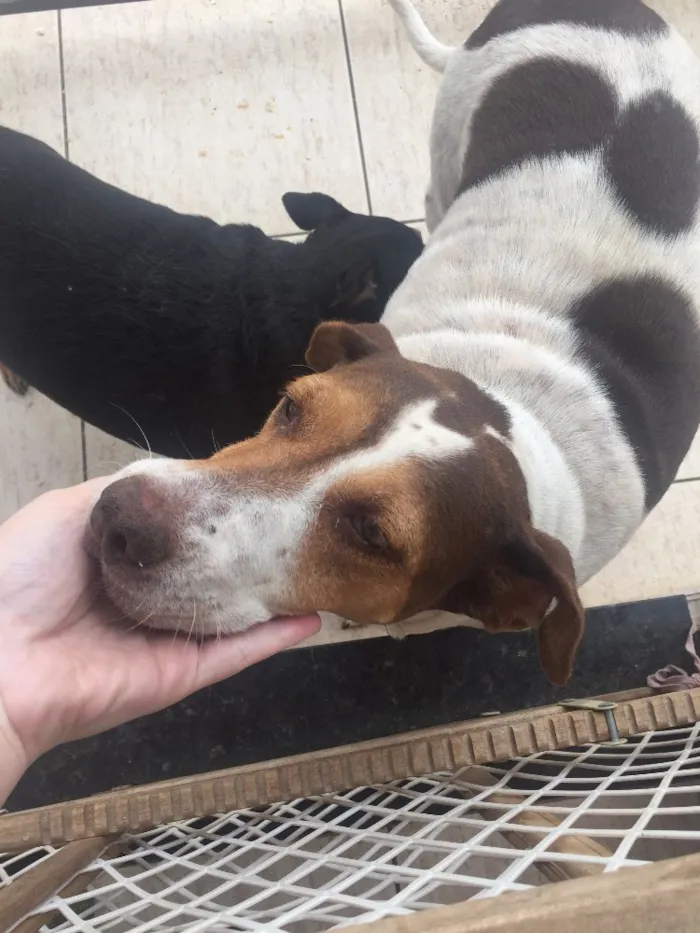 Cachorro ra a Sem raça  idade  nome Lupita