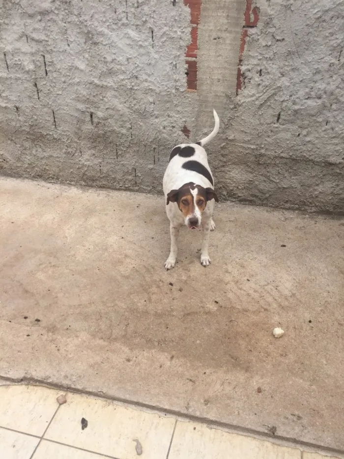 Cachorro ra a Sem raça  idade  nome Lupita