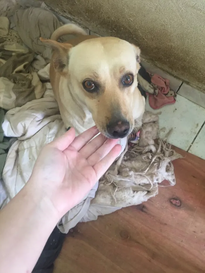 Cachorro ra a Sem raça  idade  nome Xuxa