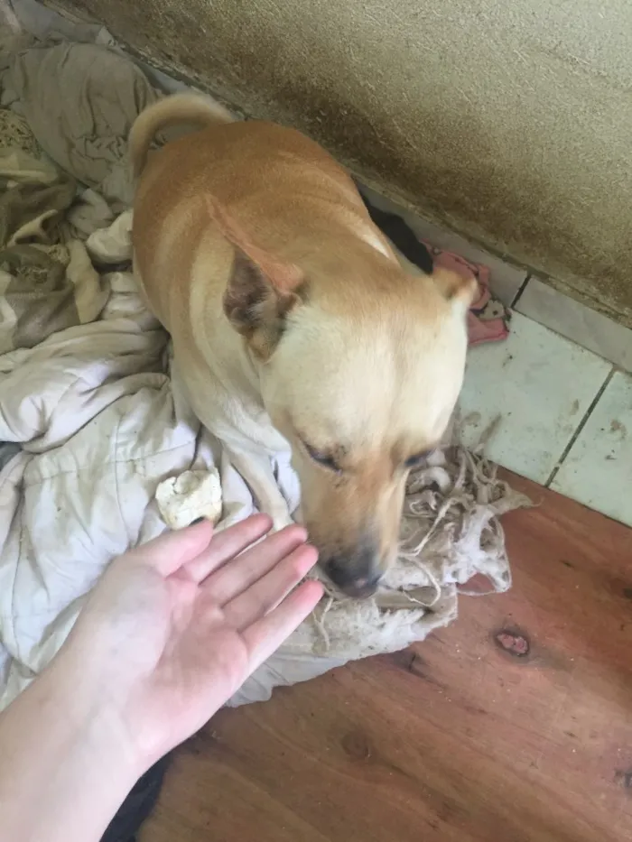 Cachorro ra a Sem raça  idade  nome Xuxa