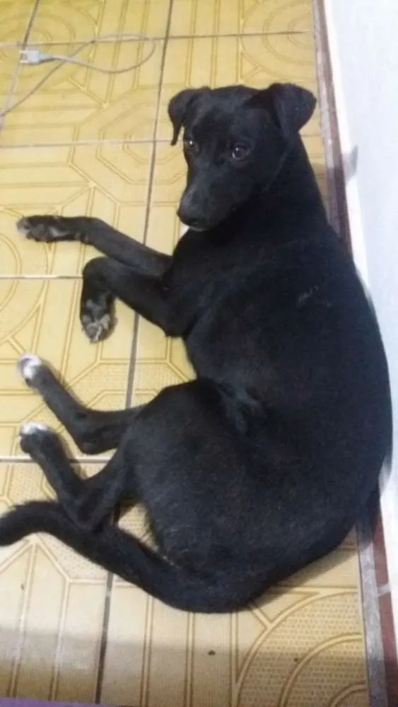 Cachorro ra a Vira lata idade 7 a 11 meses nome Chocolate