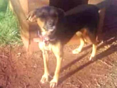 Cachorro raça srd idade 5 anos nome Belinha