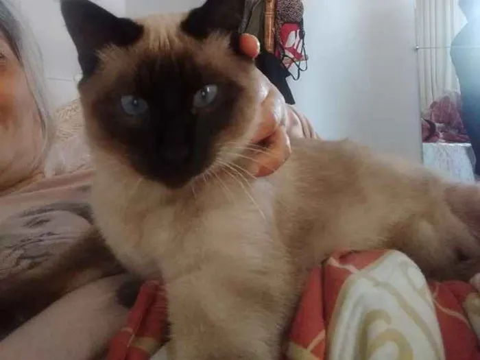 Gato ra a Siamês  idade 7 a 11 meses nome Ursinho e floquinho 