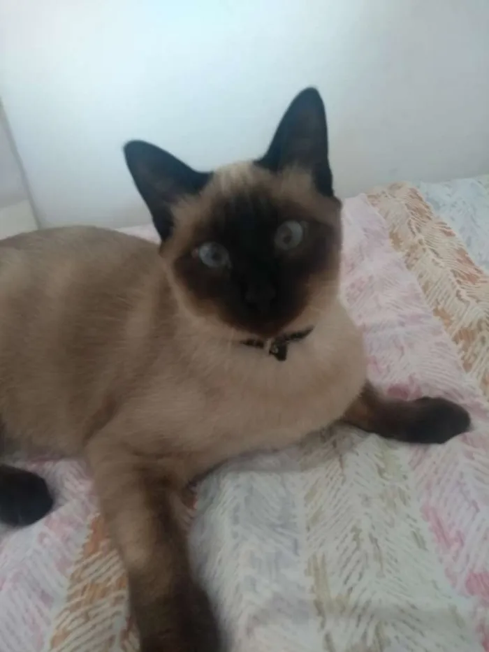 Gato ra a Siamês  idade 7 a 11 meses nome Ursinho e floquinho 