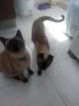 Ursinho e floquinho 