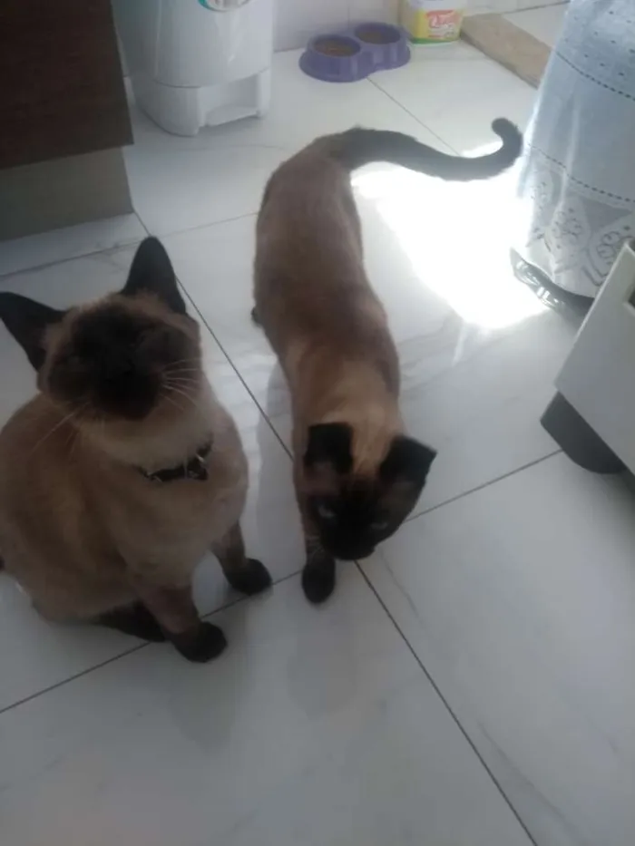 Gato ra a Siamês  idade 7 a 11 meses nome Ursinho e floquinho 
