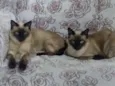 Ursinho e floquinho 