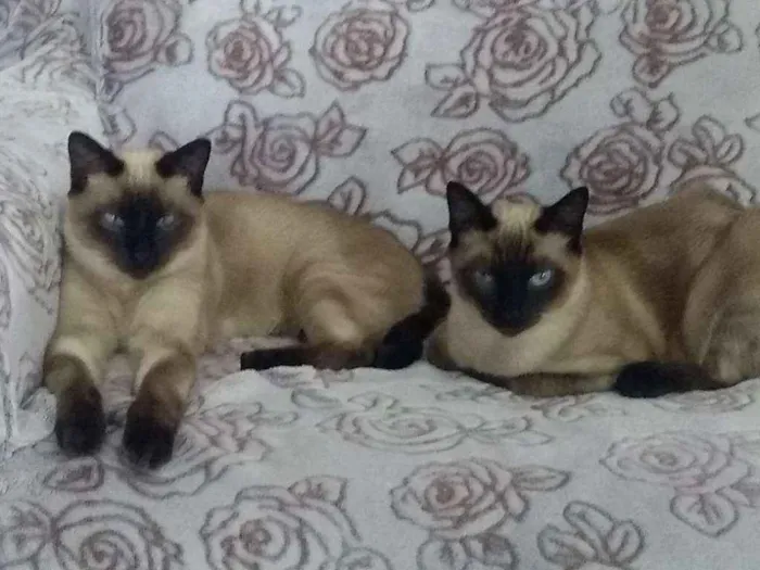 Gato ra a Siamês  idade 7 a 11 meses nome Ursinho e floquinho 