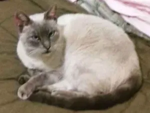 Gato raça azul russo idade 6 ou mais anos nome Anubis