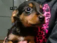 Bebês 
