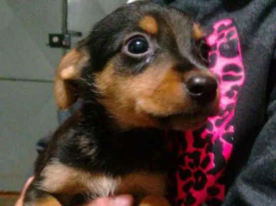 Cachorro ra a vira lata idade Abaixo de 2 meses nome Bebês 