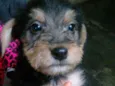 Bebês 