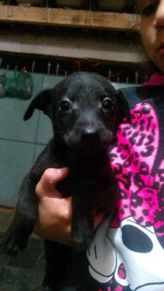 Cachorro ra a vira lata idade Abaixo de 2 meses nome Bebês 