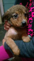 Bebês 