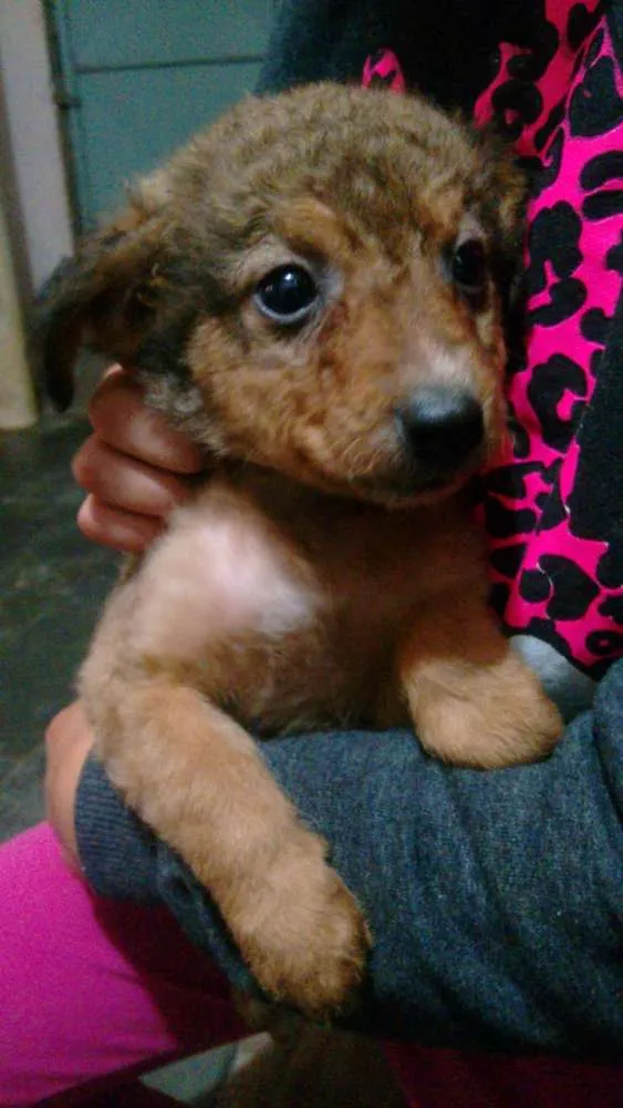 Cachorro ra a vira lata idade Abaixo de 2 meses nome Bebês 