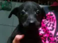 Bebês 