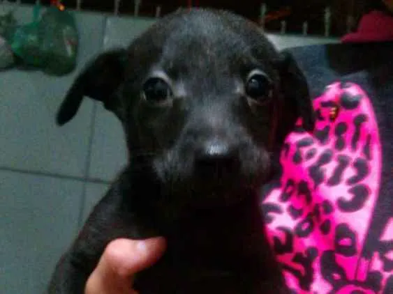 Cachorro ra a vira lata idade Abaixo de 2 meses nome Bebês 