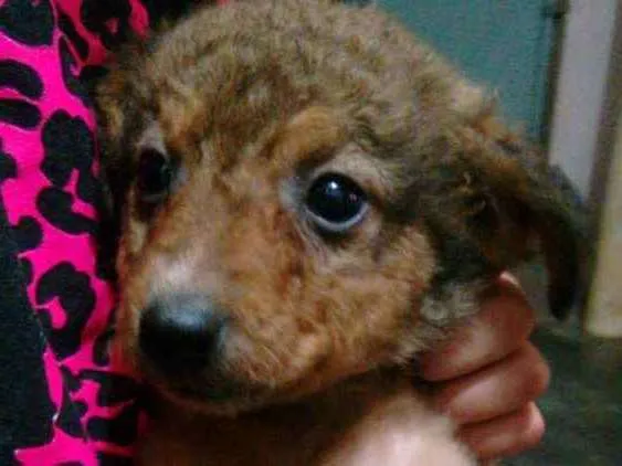 Cachorro ra a vira lata idade Abaixo de 2 meses nome Bebês 