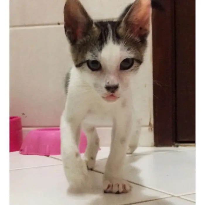 Gato raça srd  idade 2 a 6 meses nome Levi