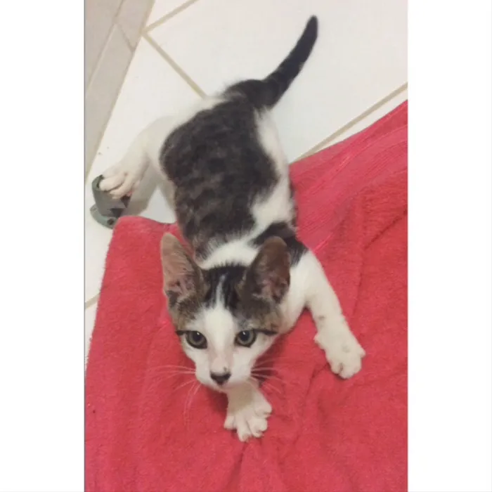 Gato raça srd  idade 2 a 6 meses nome Levi