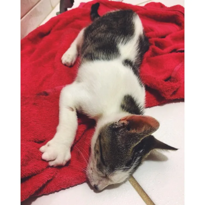 Gato raça srd  idade 2 a 6 meses nome Levi