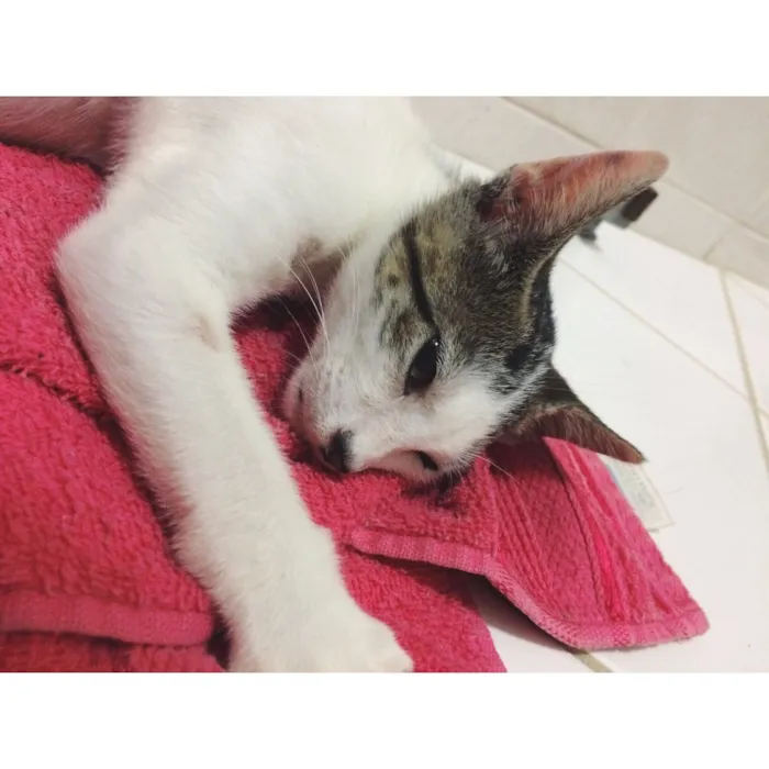 Gato raça srd  idade 2 a 6 meses nome Levi