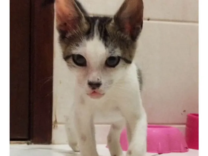 Gato raça srd  idade 2 a 6 meses nome Levi