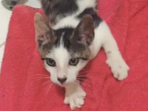 Gato raça srd  idade 2 a 6 meses nome Levi