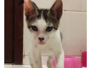 Gato raça srd  idade 2 a 6 meses nome Levi