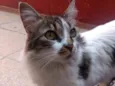 Bella