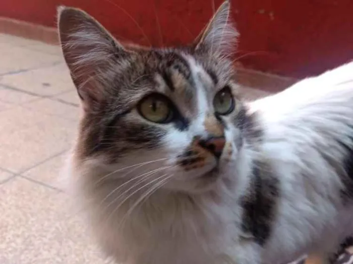 Gato ra a Vira lata idade 4 anos nome Bella