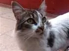 Gato raça Vira lata idade 4 anos nome Bella