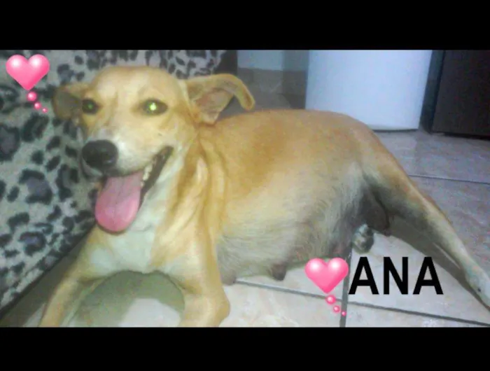 Cachorro ra a srd idade 2 anos nome Ana
