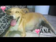 Ana