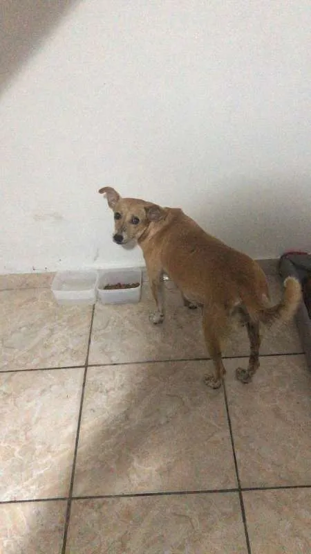 Cachorro ra a srd idade 2 anos nome Ana