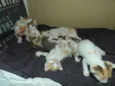 7 Gatinhos