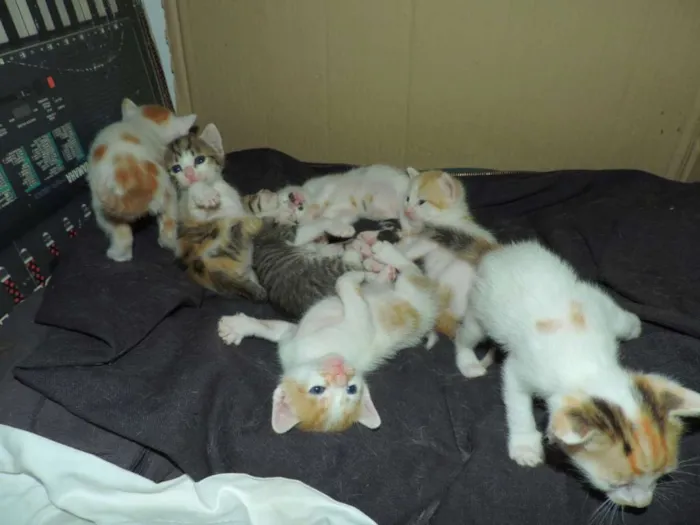 Gato ra a  idade Abaixo de 2 meses nome 7 Gatinhos