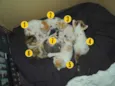 7 Gatinhos