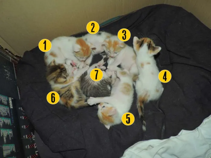 Gato ra a  idade Abaixo de 2 meses nome 7 Gatinhos