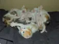 7 Gatinhos