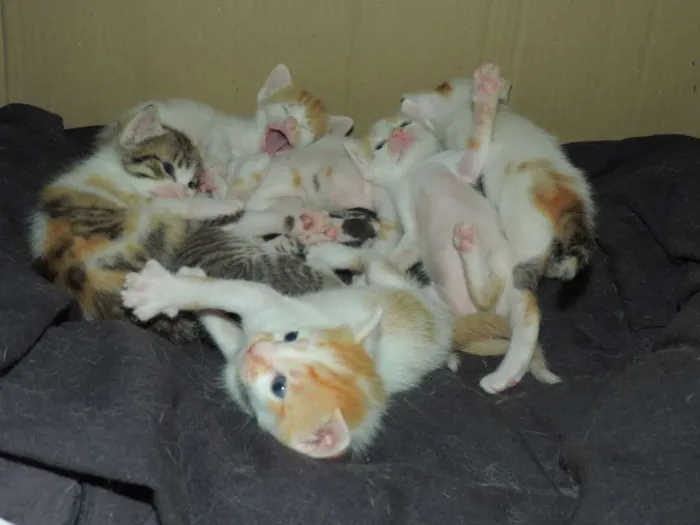 Gato ra a  idade Abaixo de 2 meses nome 7 Gatinhos