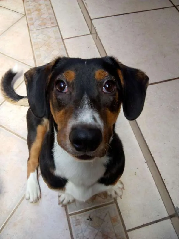 Cachorro ra a SRD idade 7 a 11 meses nome Bingo