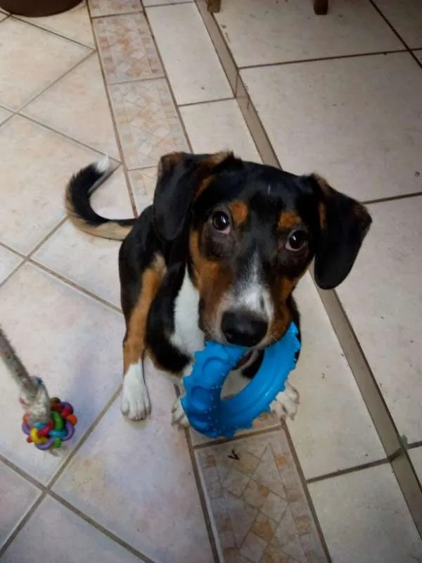 Cachorro ra a SRD idade 7 a 11 meses nome Bingo