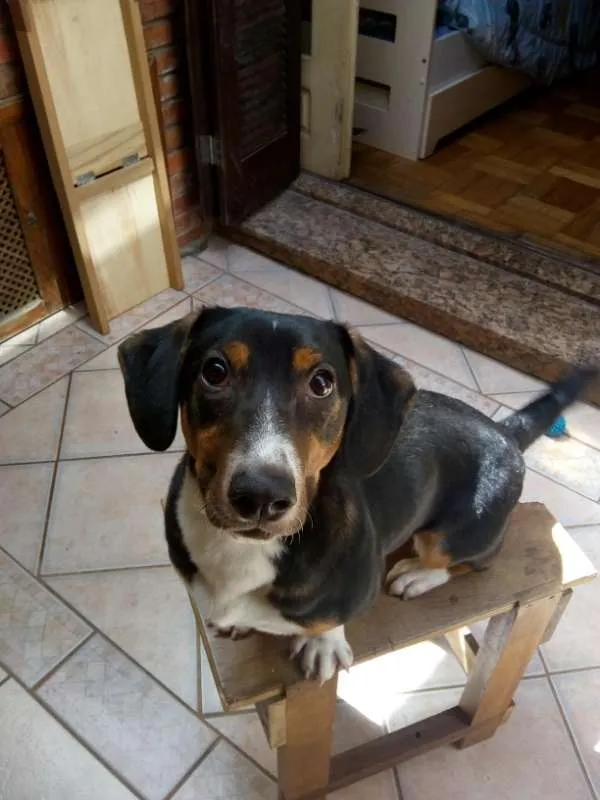 Cachorro ra a SRD idade 7 a 11 meses nome Bingo
