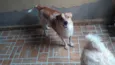 Tobby
