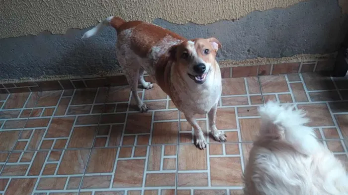 Cachorro ra a  idade 1 ano nome Tobby